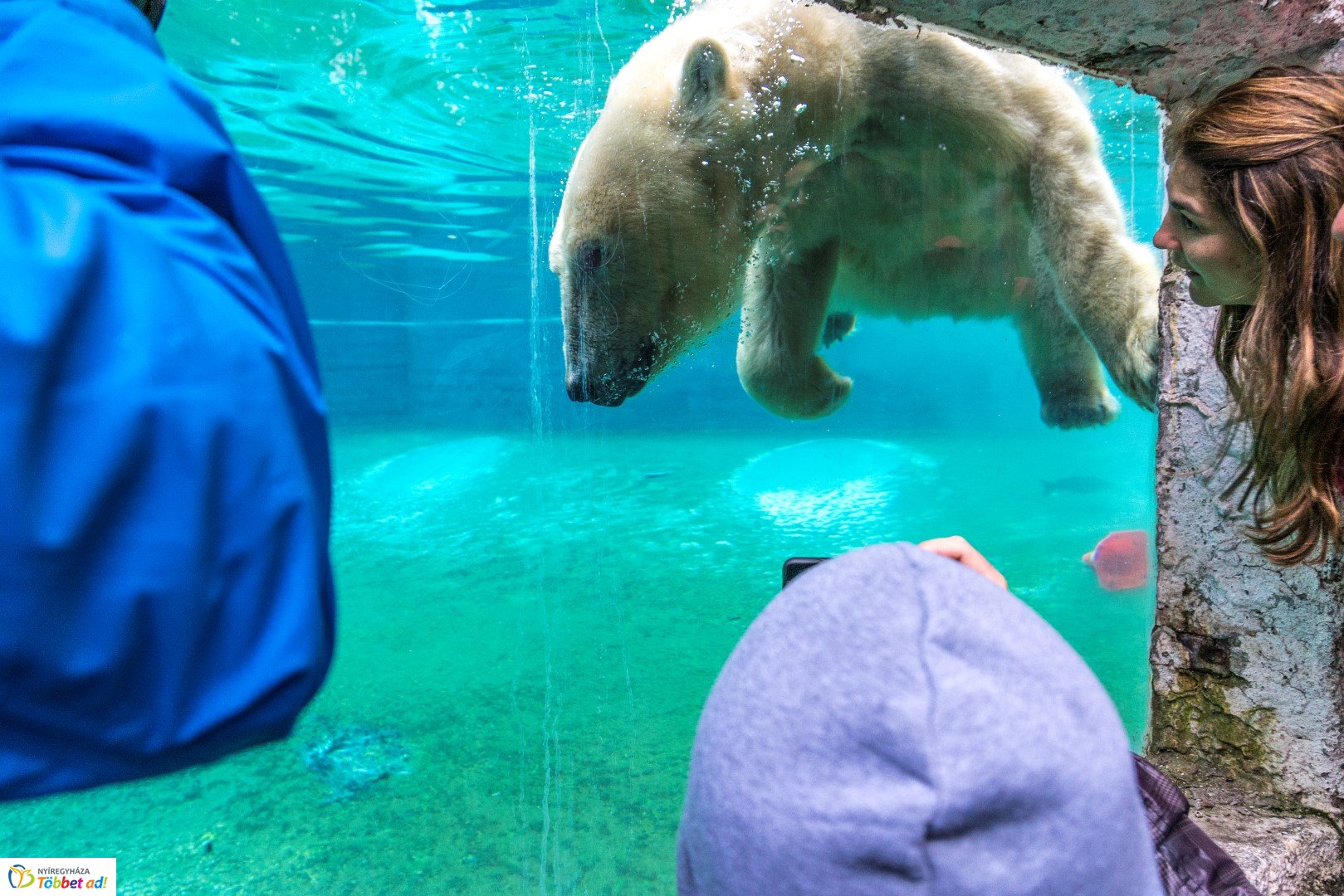 Nemzetközi Medve Nap a Nyíregyházi Állatparkban