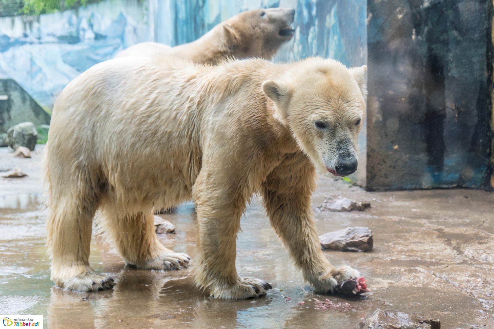 Nemzetközi Medve Nap a Nyíregyházi Állatparkban