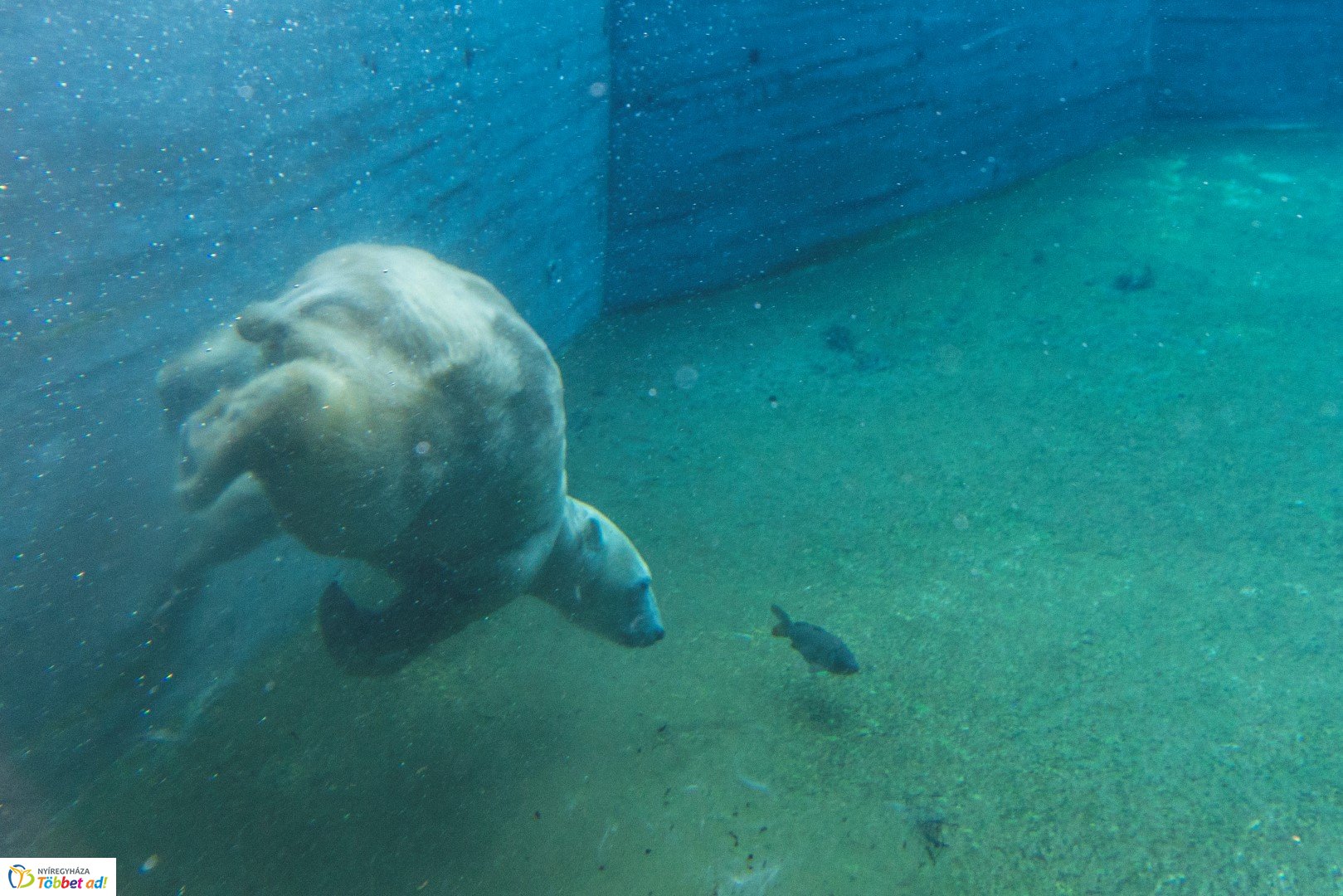 Nemzetközi Medve Nap a Nyíregyházi Állatparkban