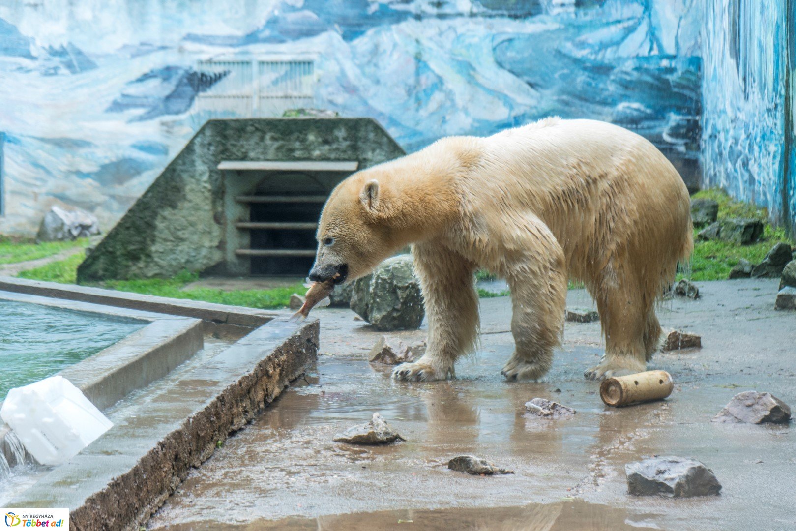 Nemzetközi Medve Nap a Nyíregyházi Állatparkban