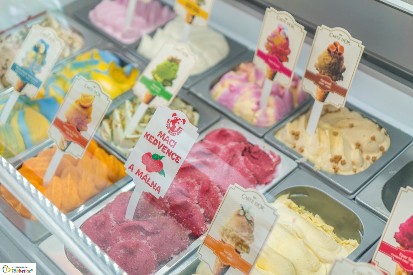 Nemzetközi Medve Nap a Nyíregyházi Állatparkban