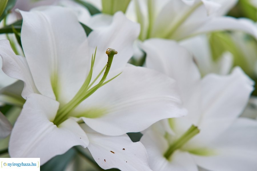 Nőnapra hangolódva