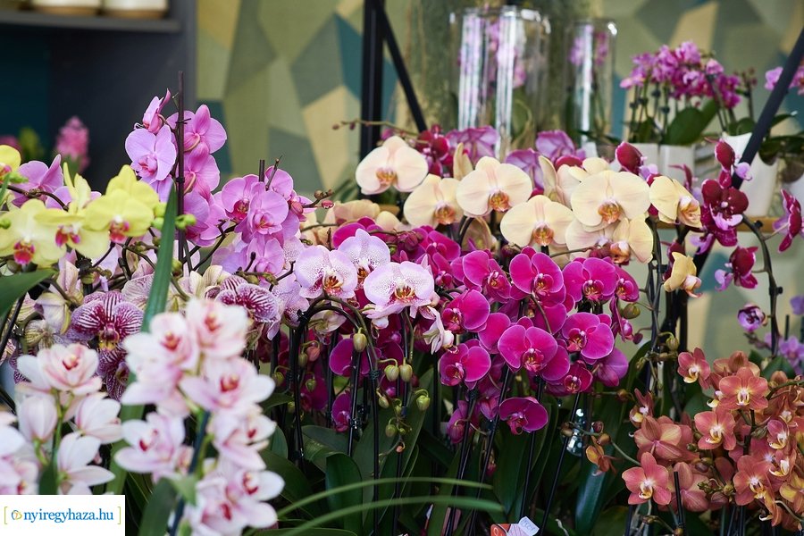 Nőnapra hangolódva