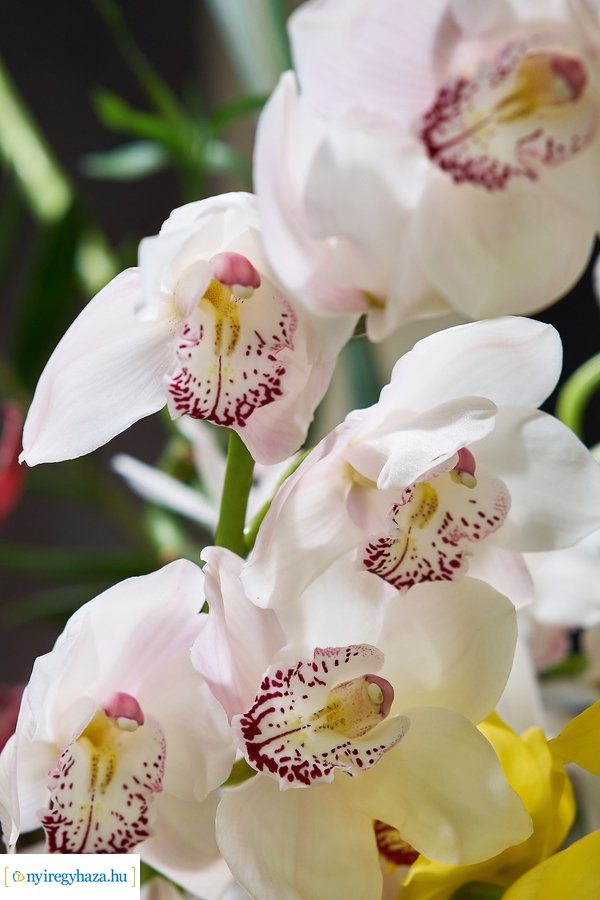 Nőnapra hangolódva