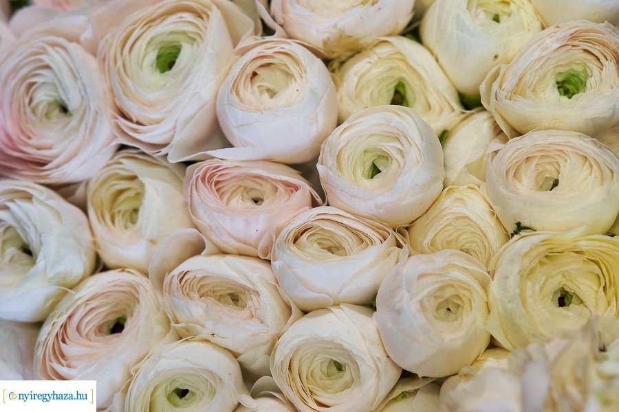 Nőnapra hangolódva