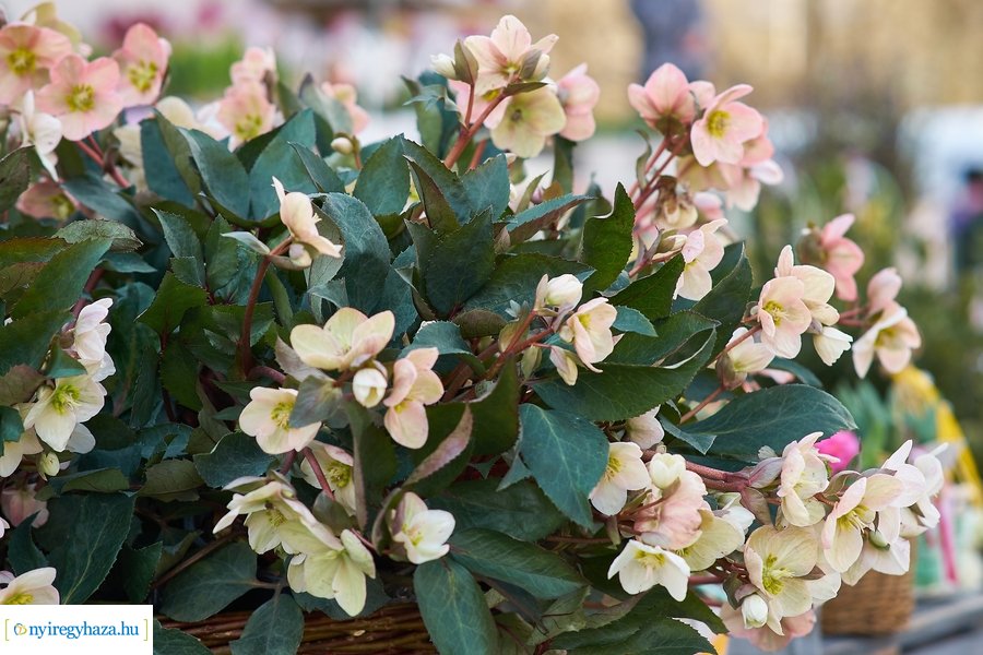 Nőnapra hangolódva