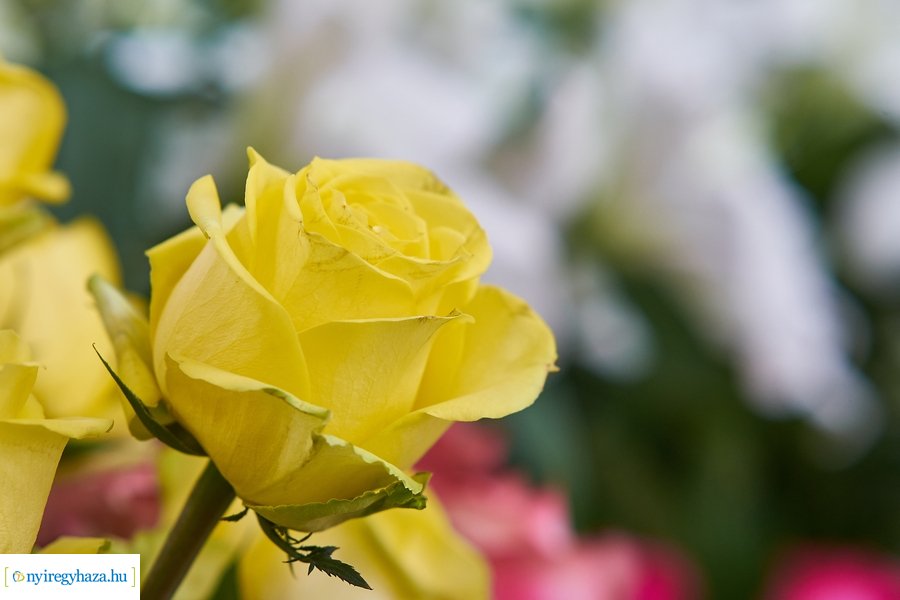 Nőnapra hangolódva