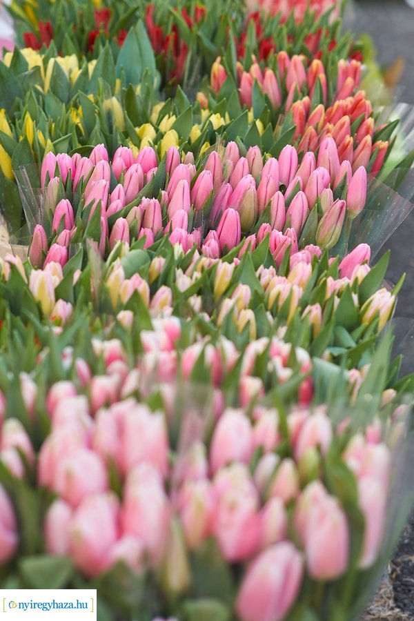 Nőnapra hangolódva