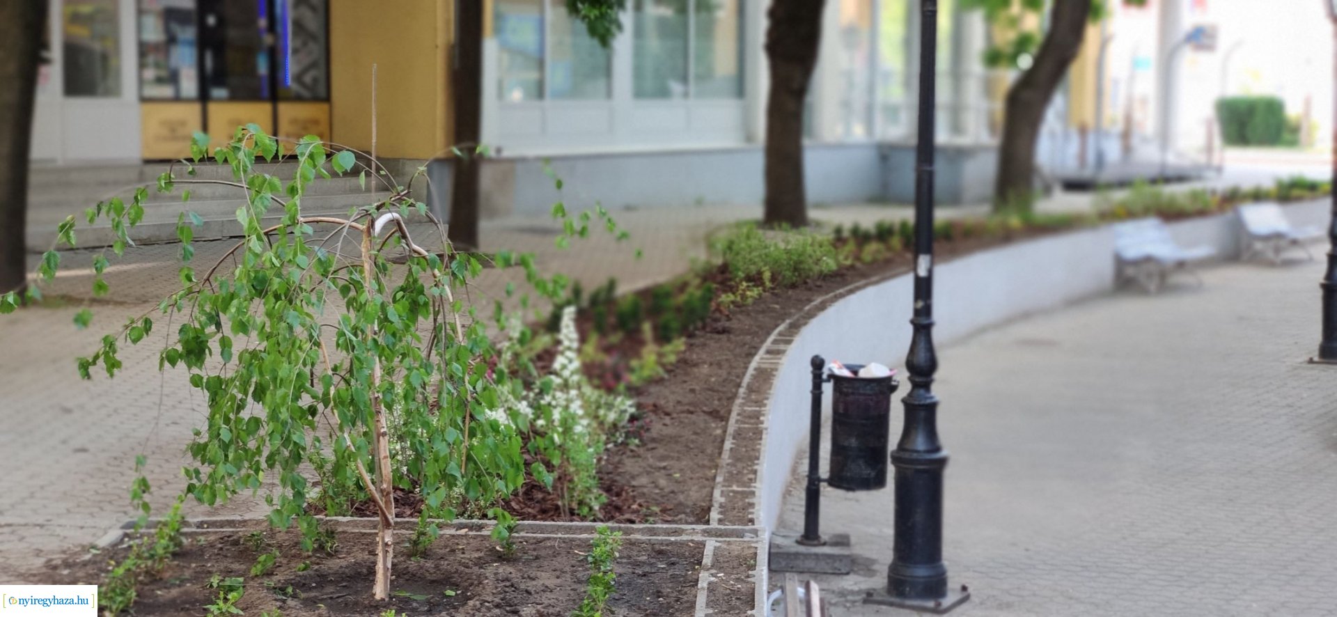 Növényesítés és virágosítás Nyíregyháza közterein 