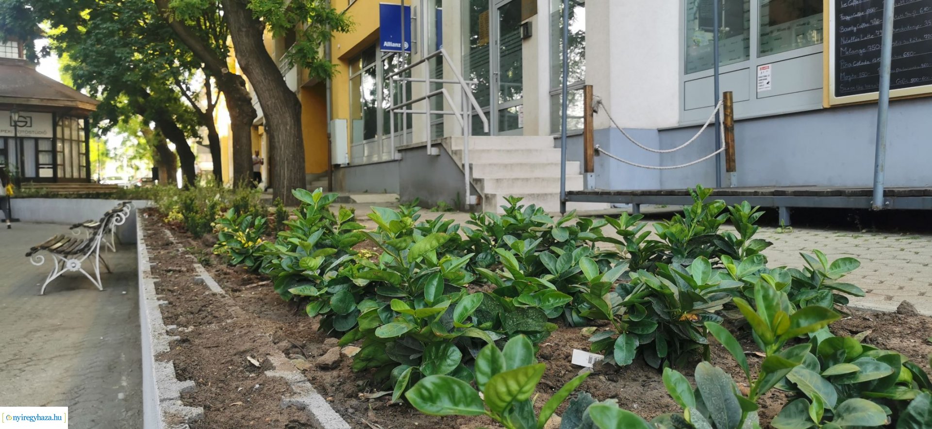 Növényesítés és virágosítás Nyíregyháza közterein 