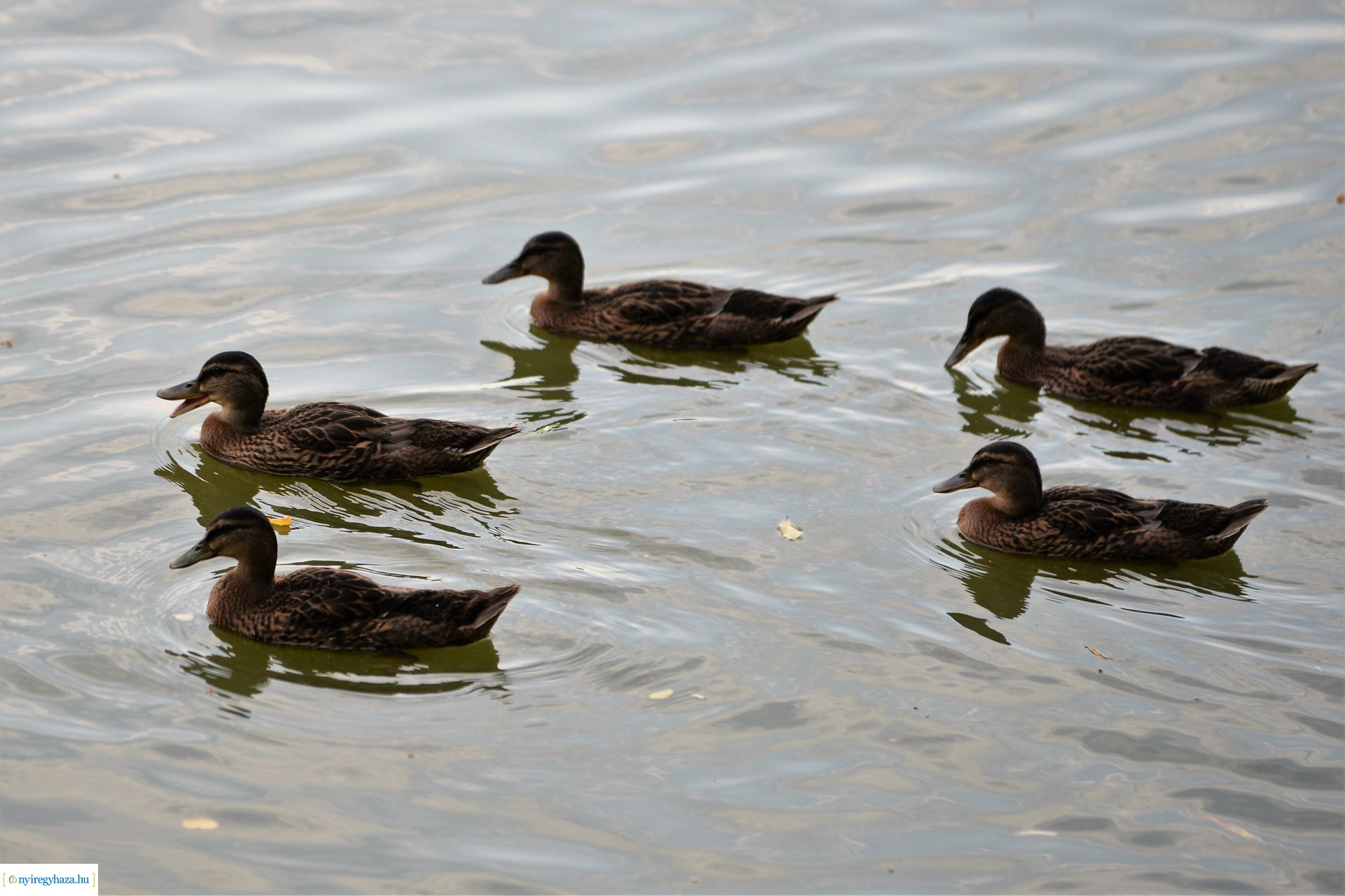 Nyáresti séta Sóstón
