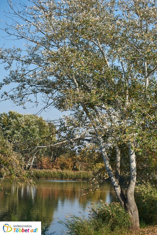 Nyárias ősz Sóstón 2019