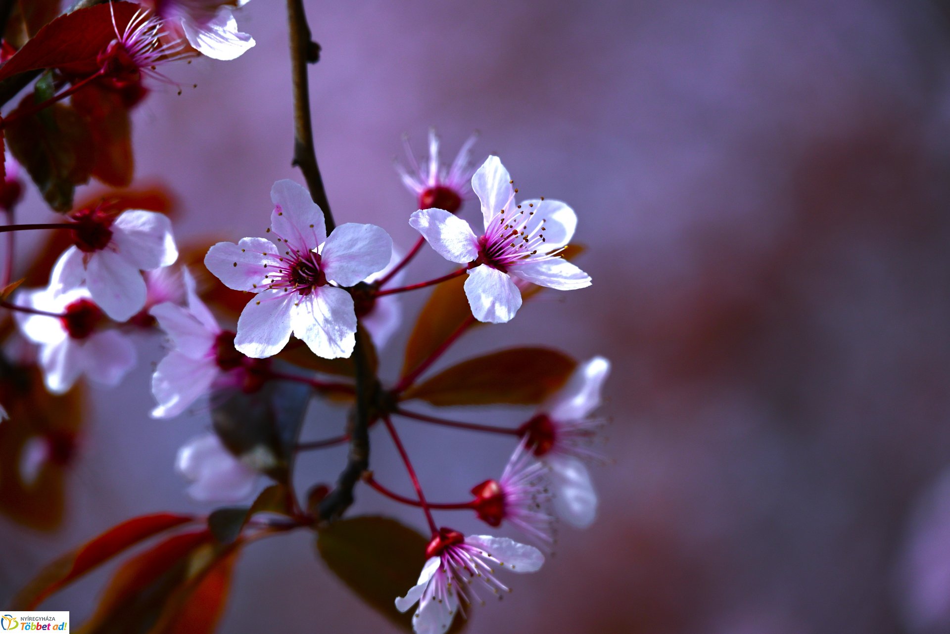 Nyíregyháza virágba borult