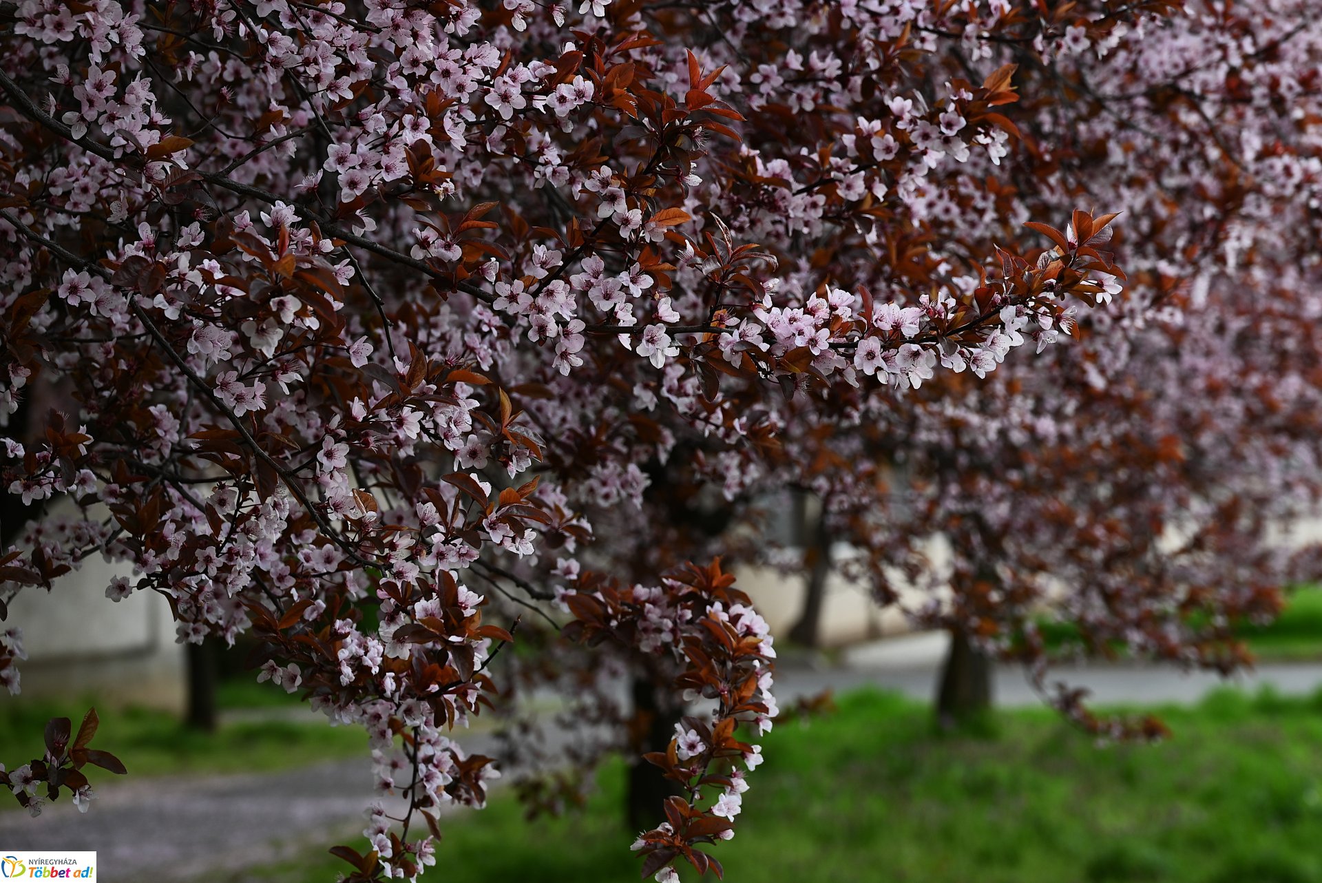 Nyíregyháza virágba borult