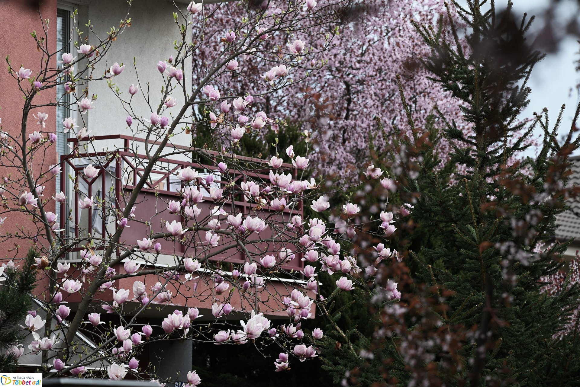 Nyíregyháza virágba borult