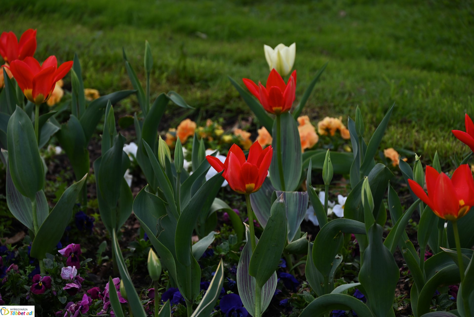 Nyíregyháza virágba borult