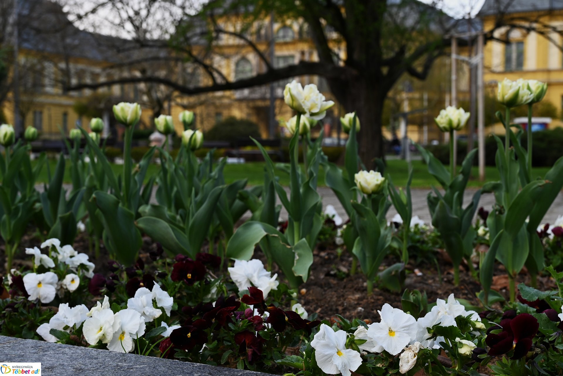 Nyíregyháza virágba borult