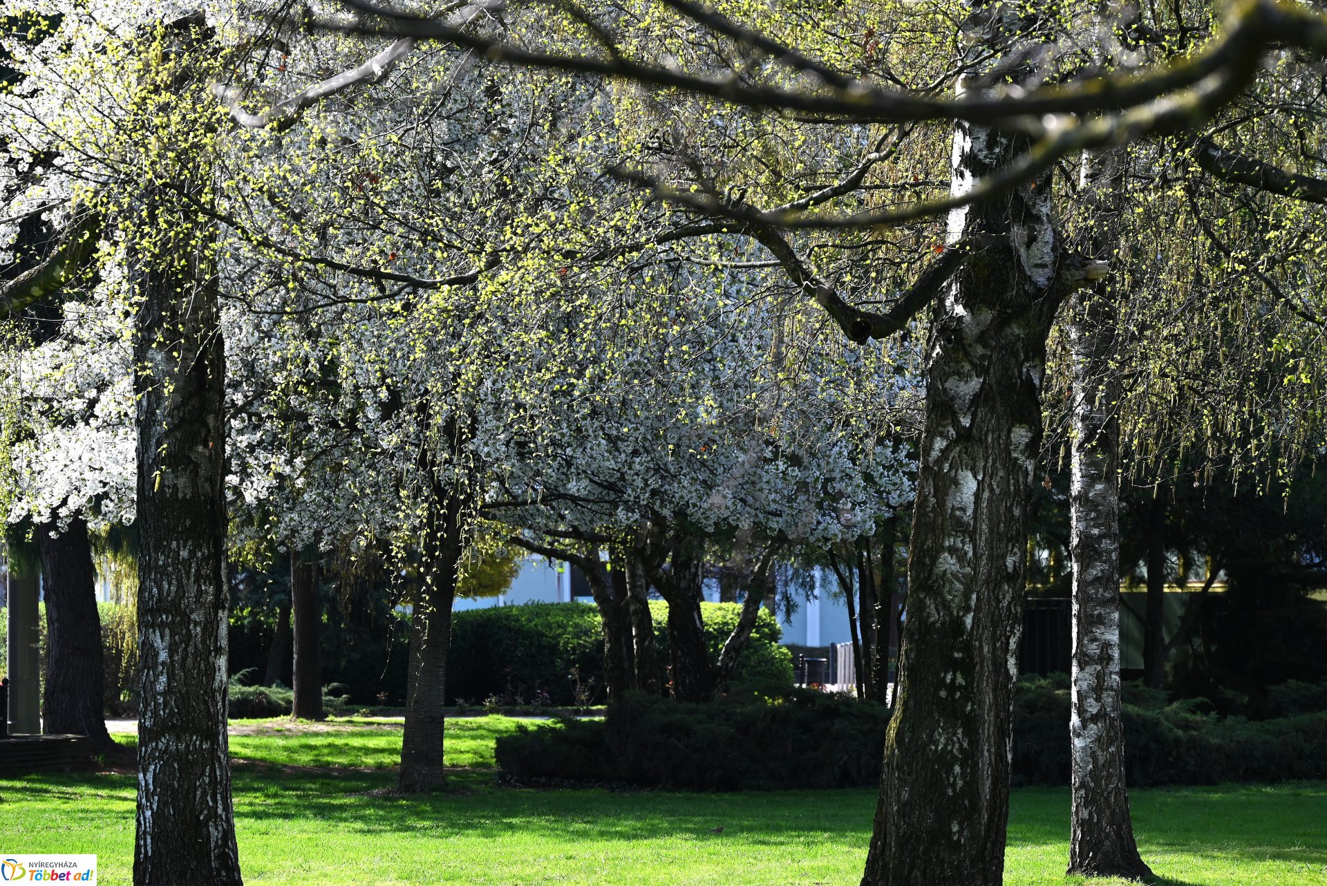 Nyíregyháza virágba borult