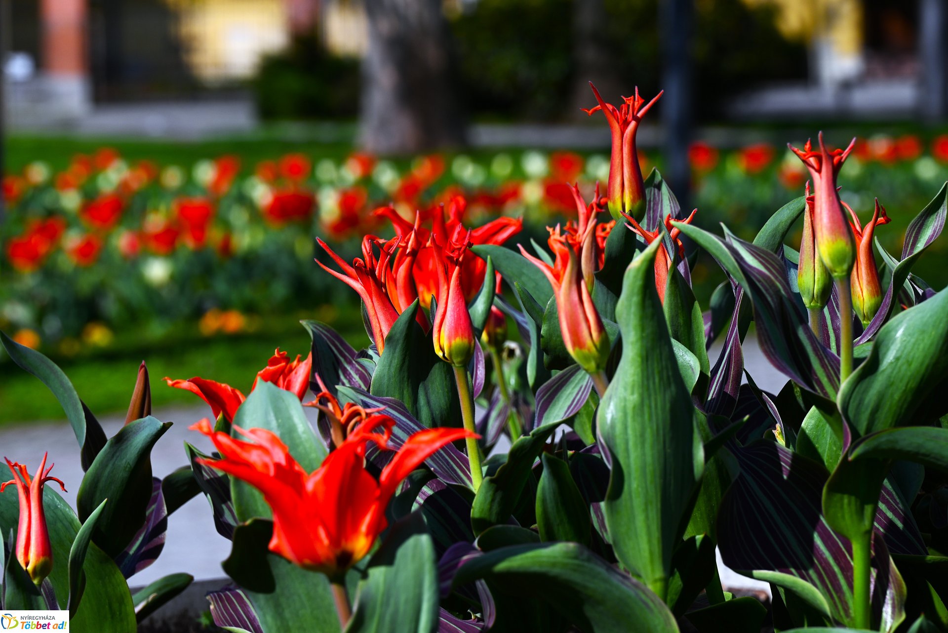 Nyíregyháza virágba borult