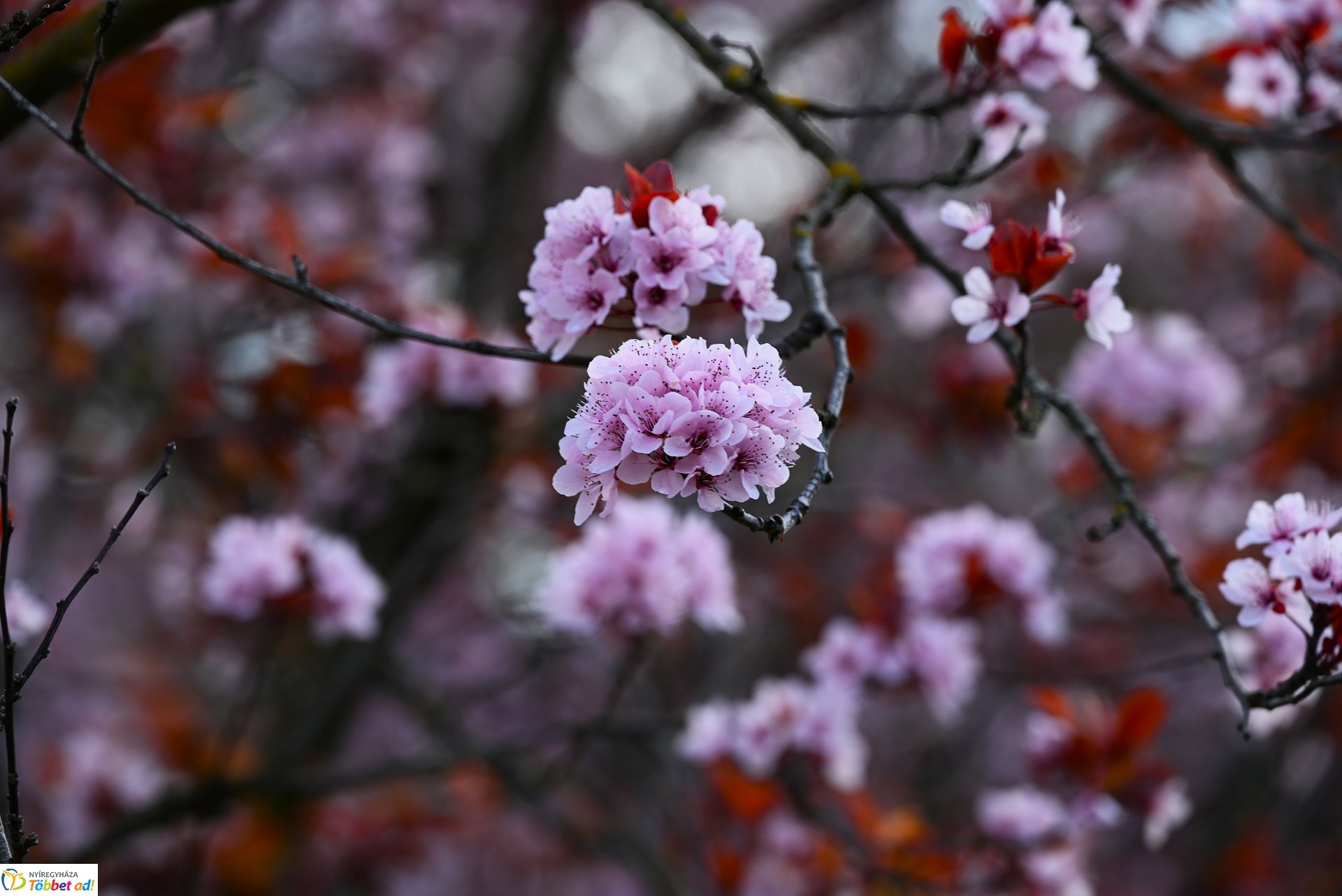 Nyíregyháza virágba borult