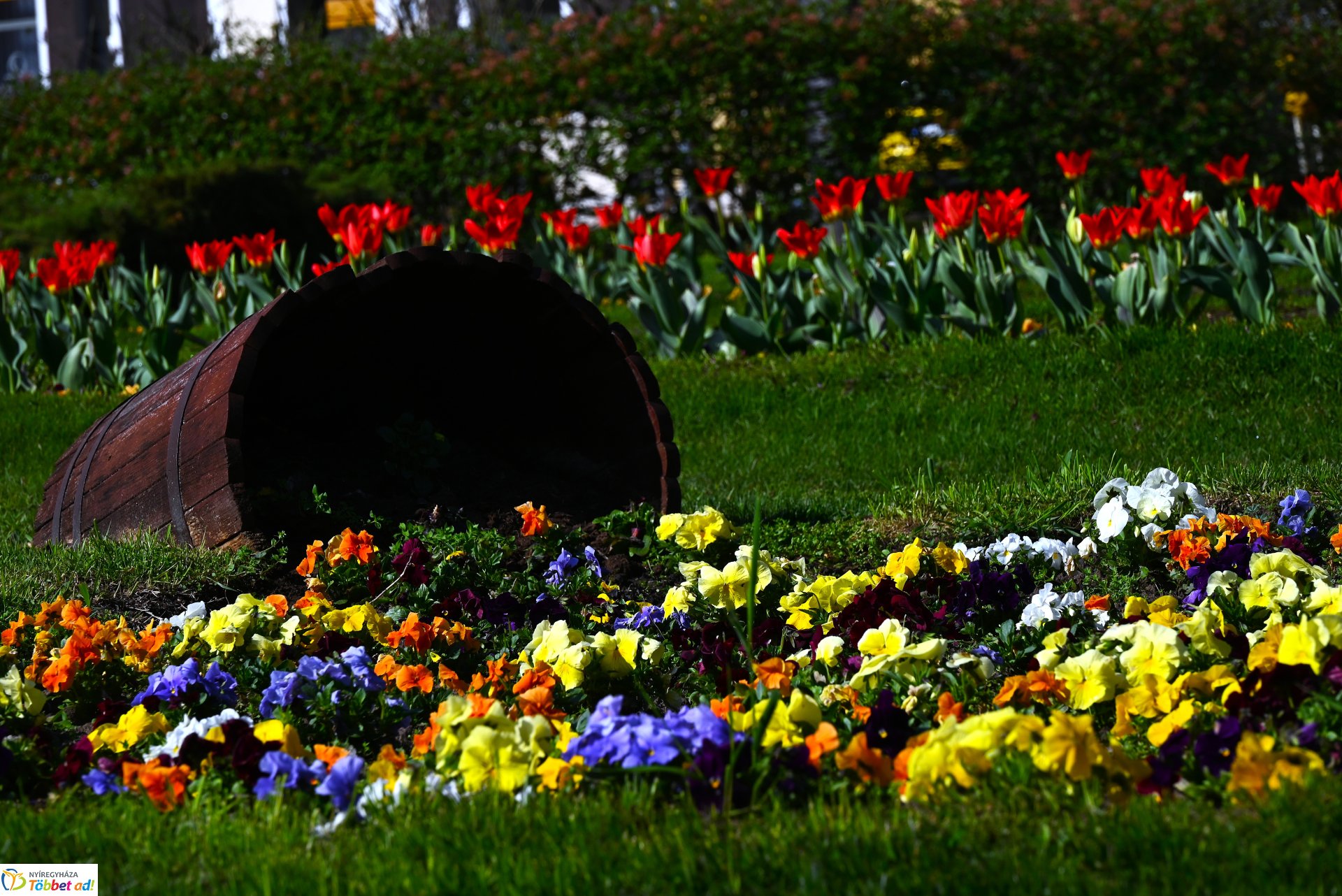 Nyíregyháza virágba borult