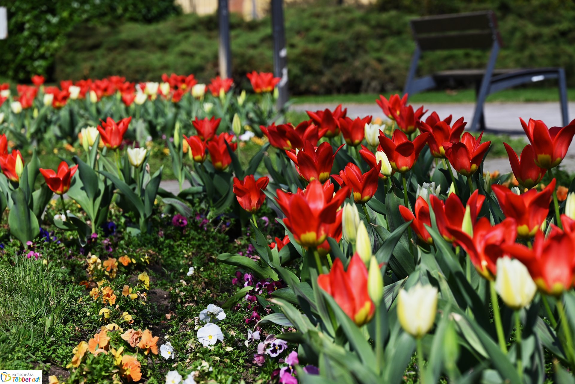 Nyíregyháza virágba borult