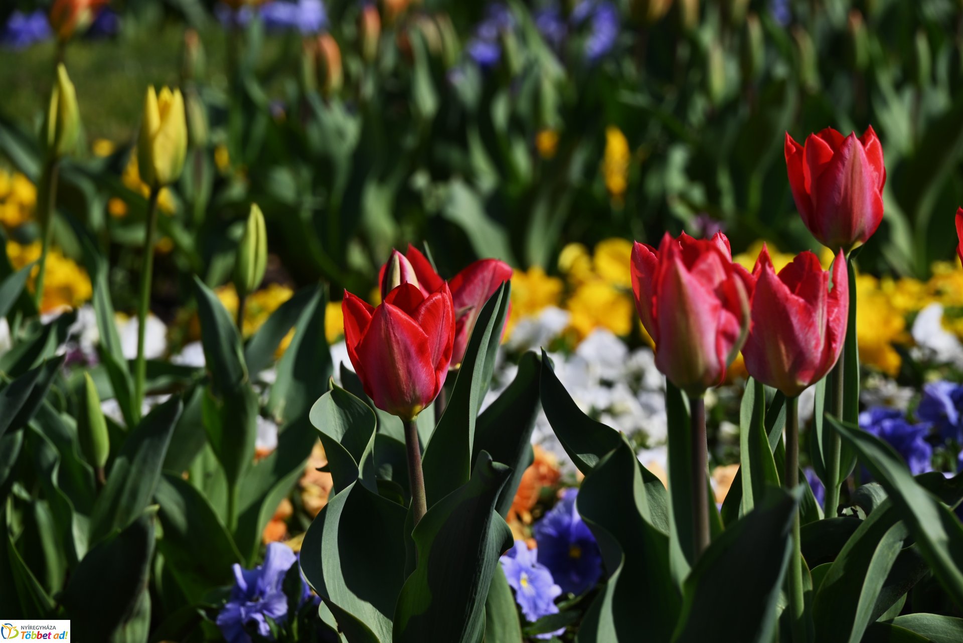 Nyíregyháza virágba borult