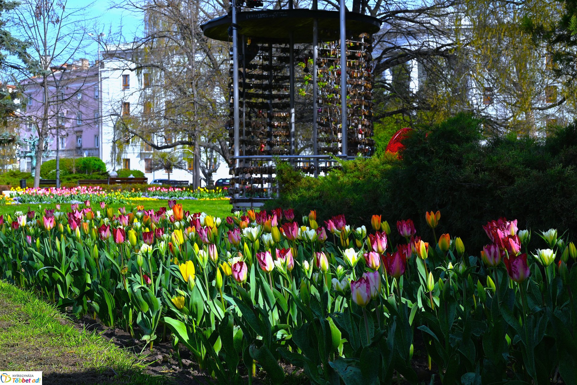 Nyíregyháza virágba borult