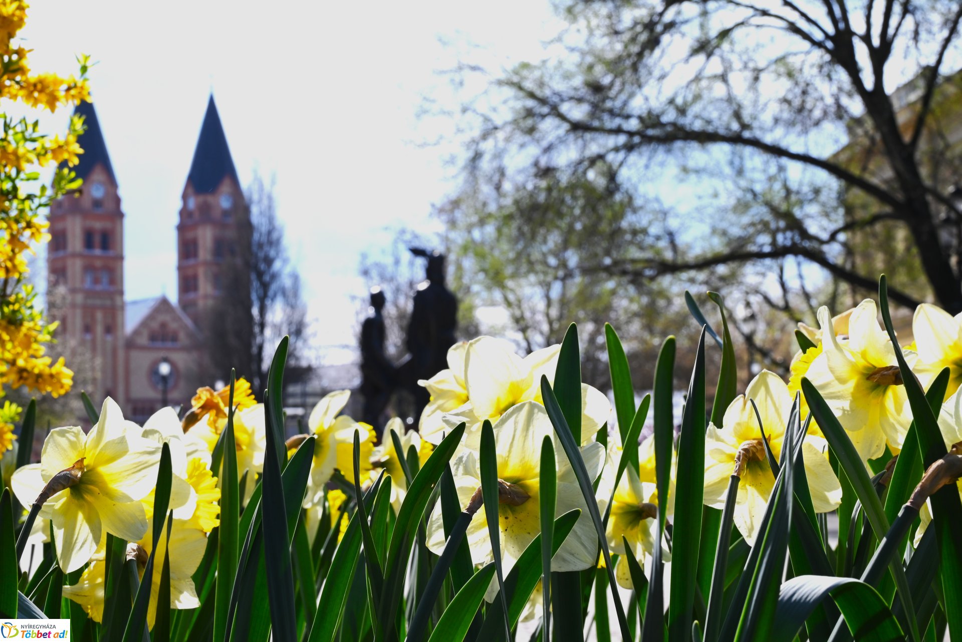 Nyíregyháza virágba borult