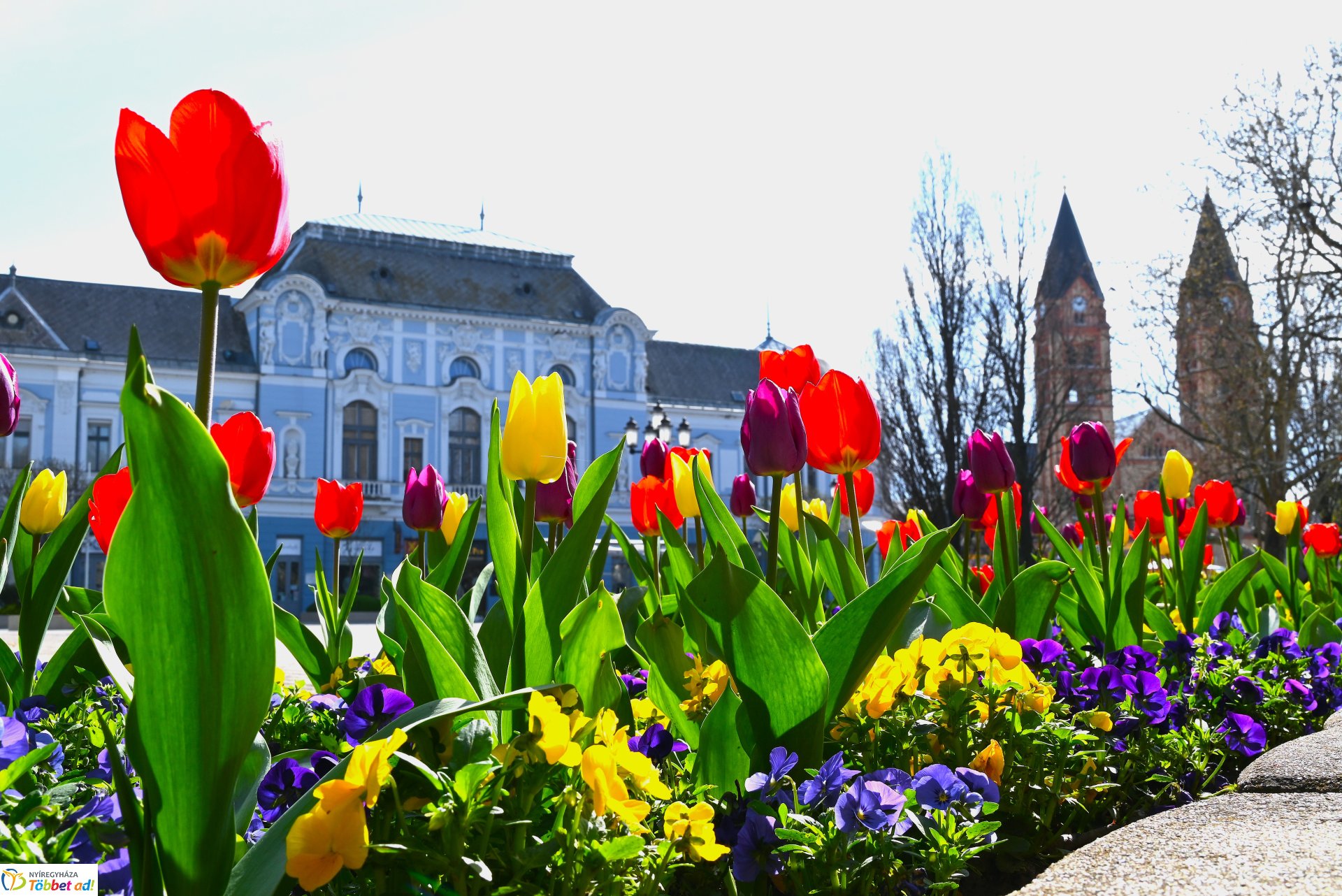 Nyíregyháza virágba borult