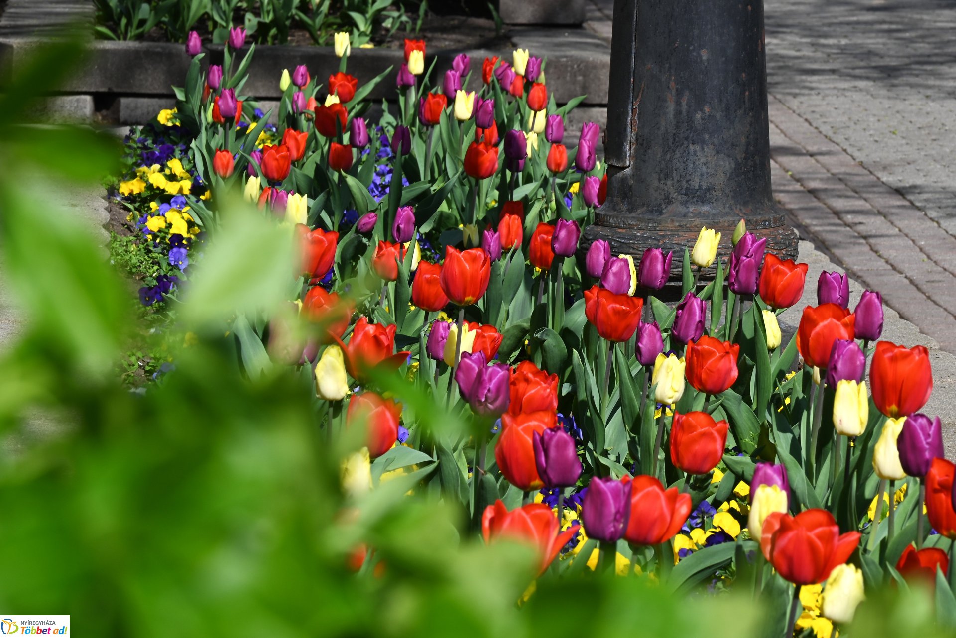 Nyíregyháza virágba borult