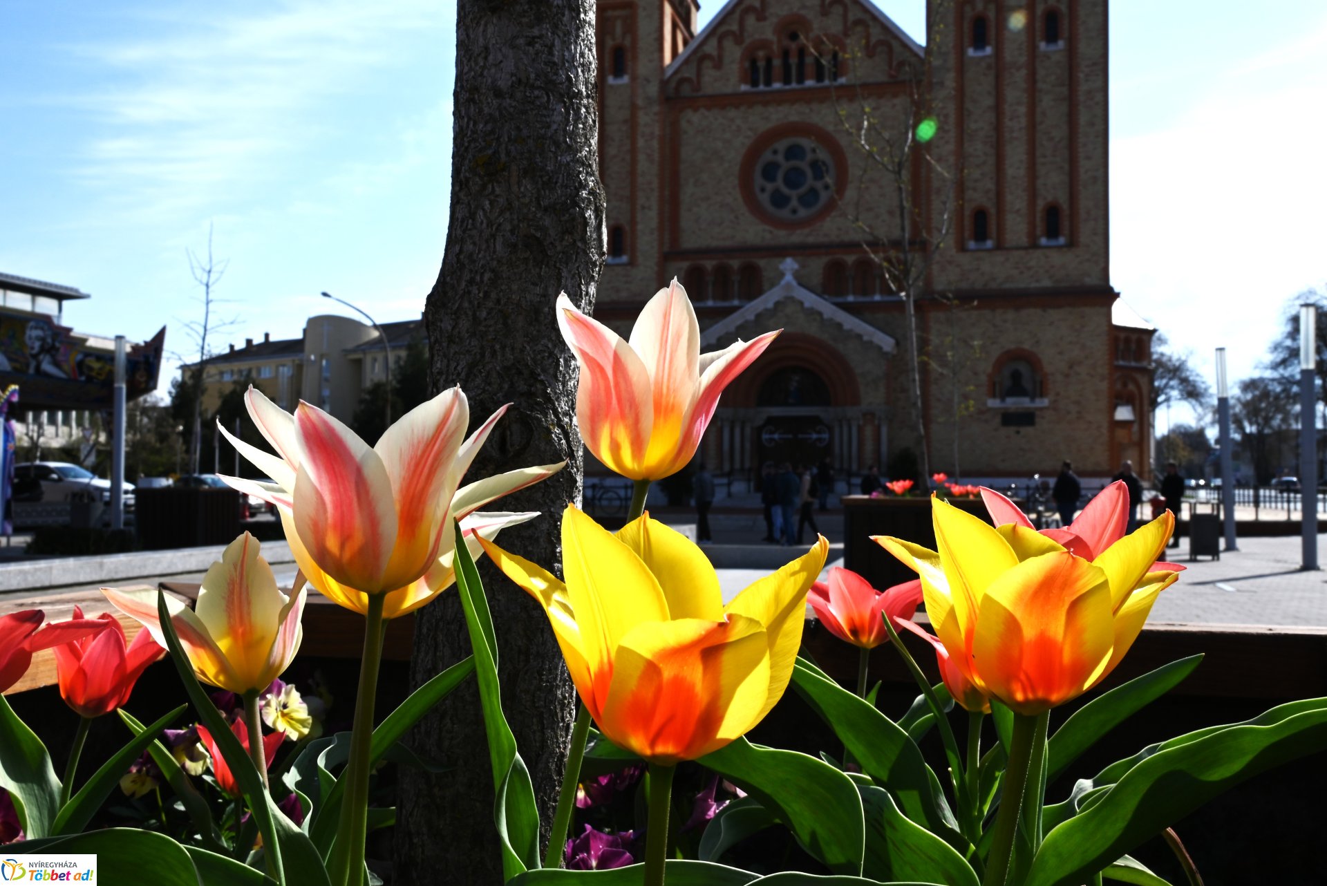 Nyíregyháza virágba borult