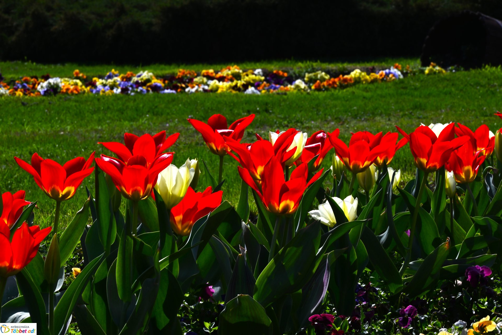 Nyíregyháza virágba borult