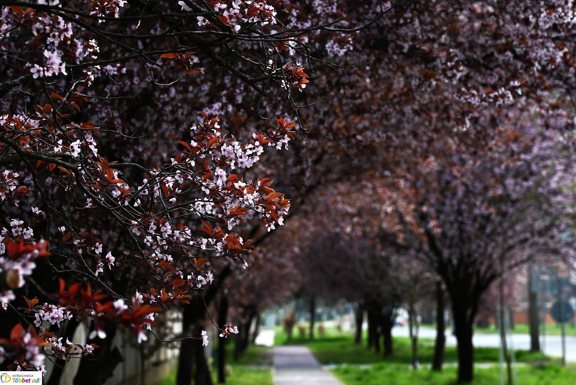 Nyíregyháza virágba borult
