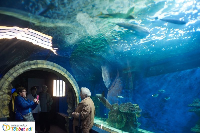 Nyugdíjas séta az Állatparkban