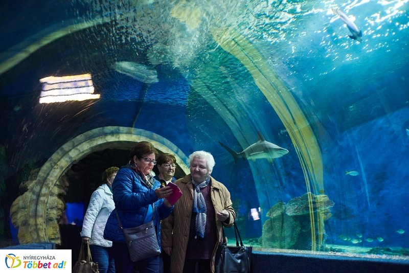 Nyugdíjas séta az Állatparkban