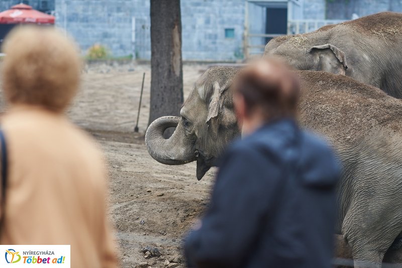 Nyugdíjas séta az Állatparkban