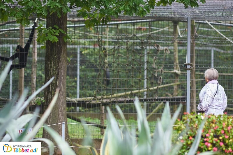 Nyugdíjas séta az Állatparkban