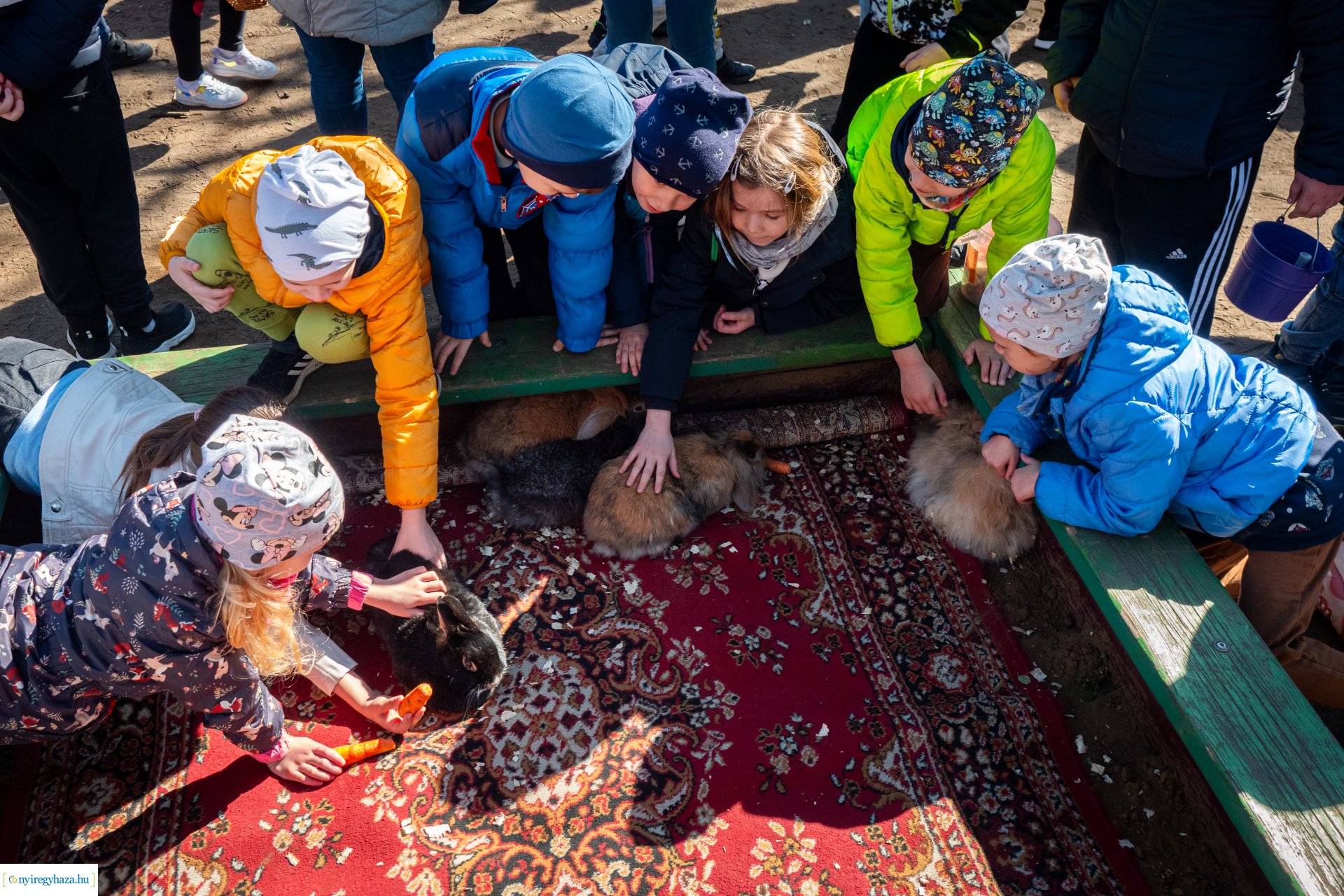 Nyuszi hopp! a Gárdonyiban