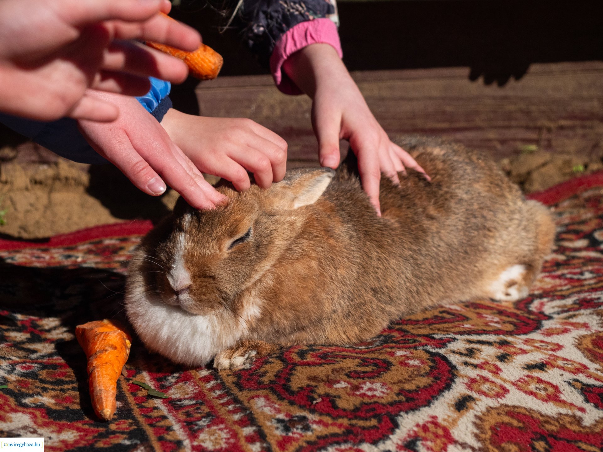 Nyuszi hopp! a Gárdonyiban