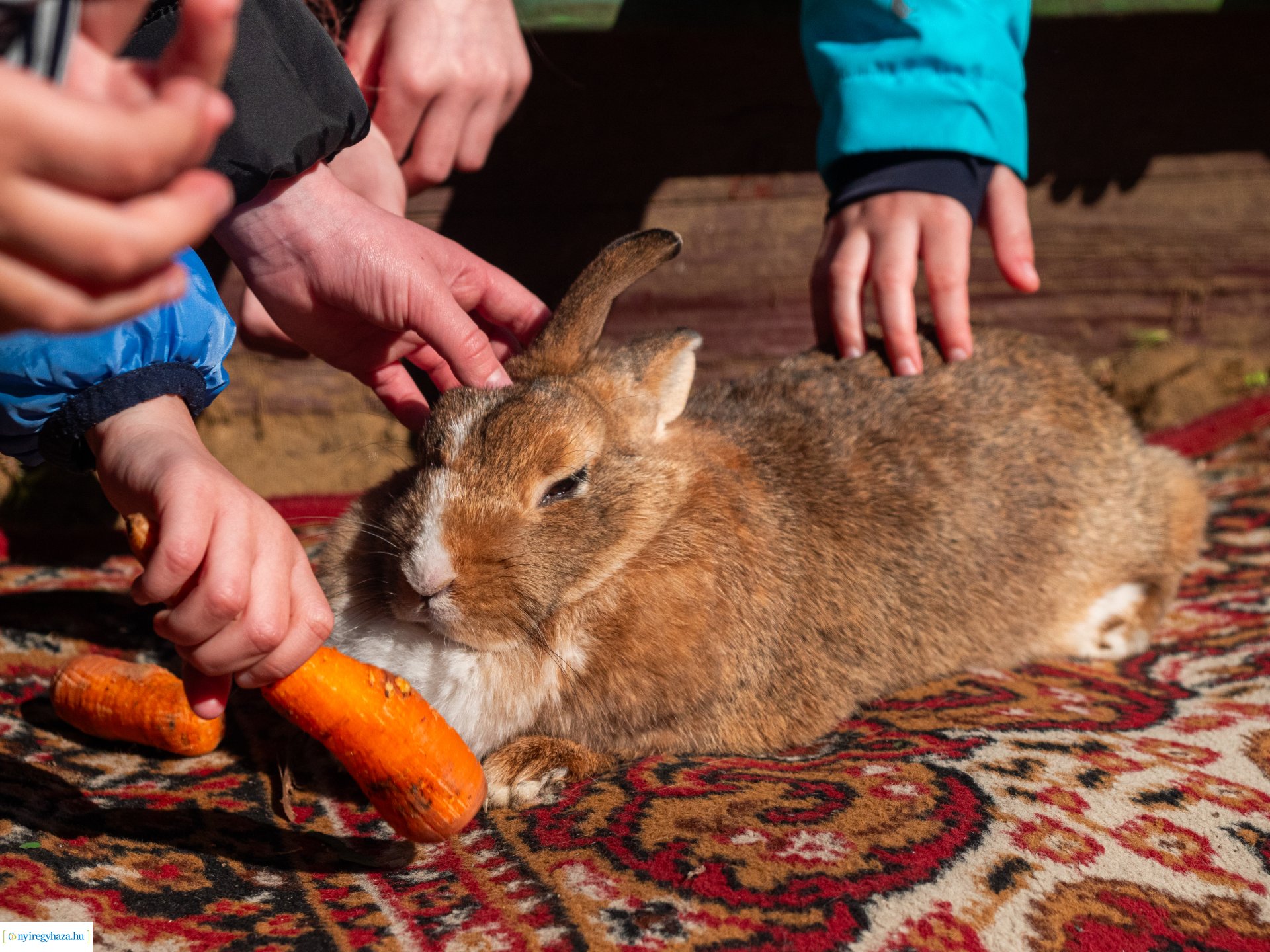 Nyuszi hopp! a Gárdonyiban