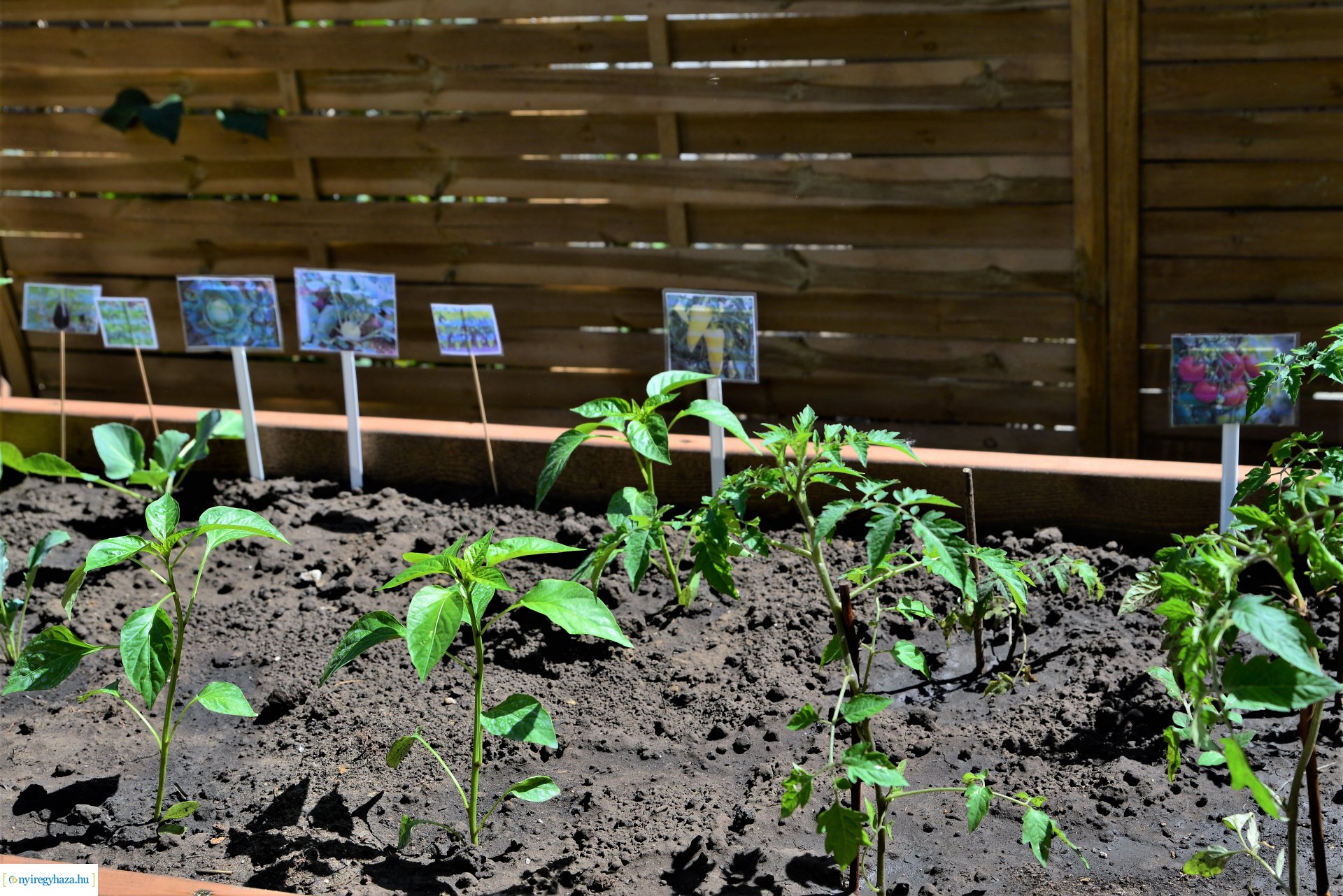 Ökokert átadás a Városmajor utcai óvodában