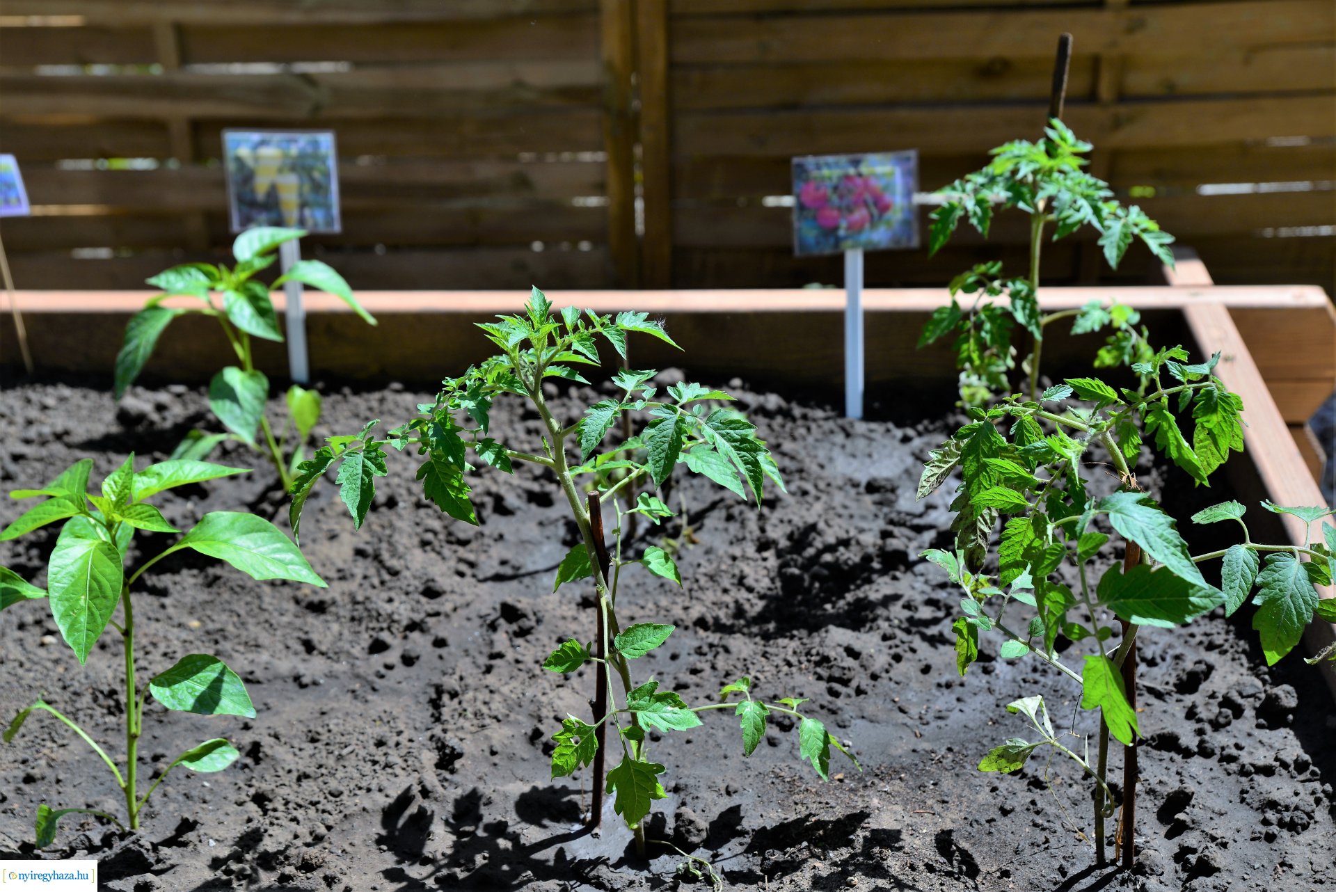 Ökokert átadás a Városmajor utcai óvodában