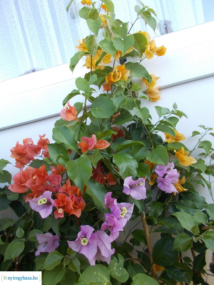 Olvasói fotók - Gyönyörű virágok a lakásban és erkélyen