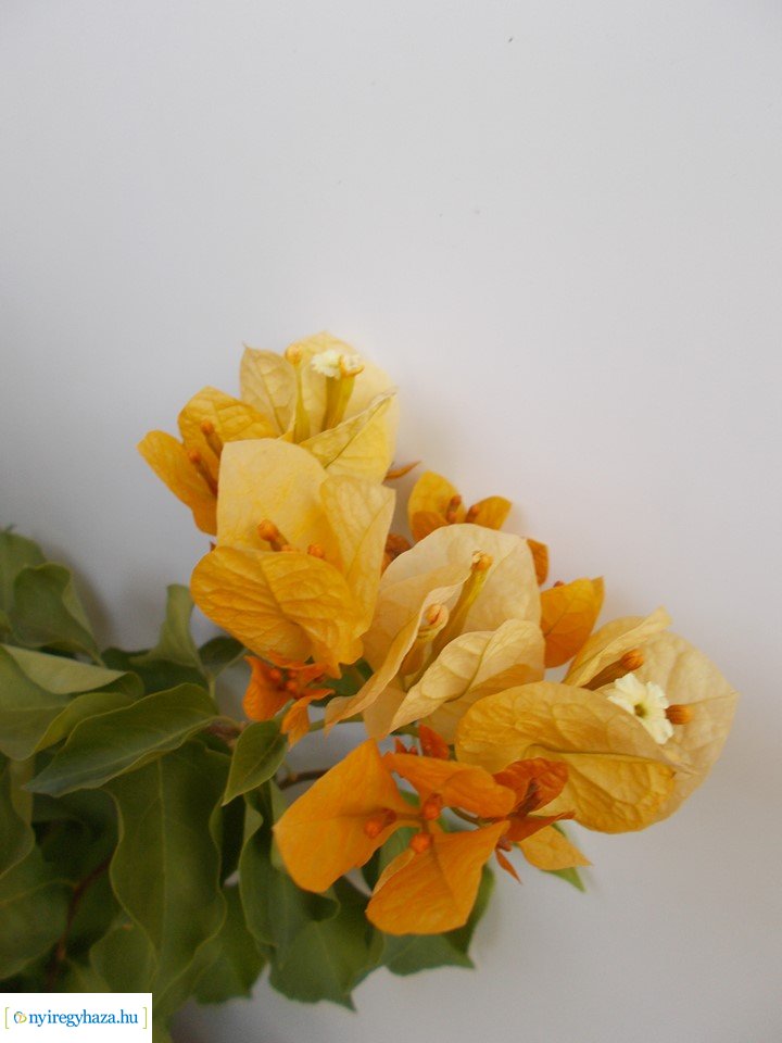 Olvasói fotók - Gyönyörű virágok a lakásban és erkélyen