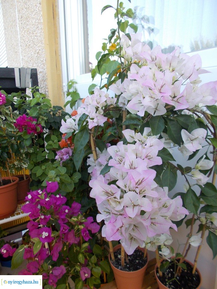 Olvasói fotók - Gyönyörű virágok a lakásban és erkélyen