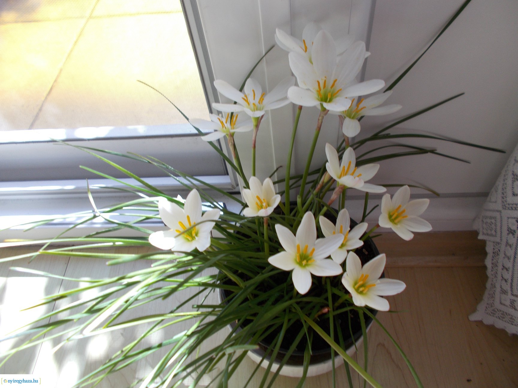 Olvasói fotók - Gyönyörű virágok a lakásban és erkélyen