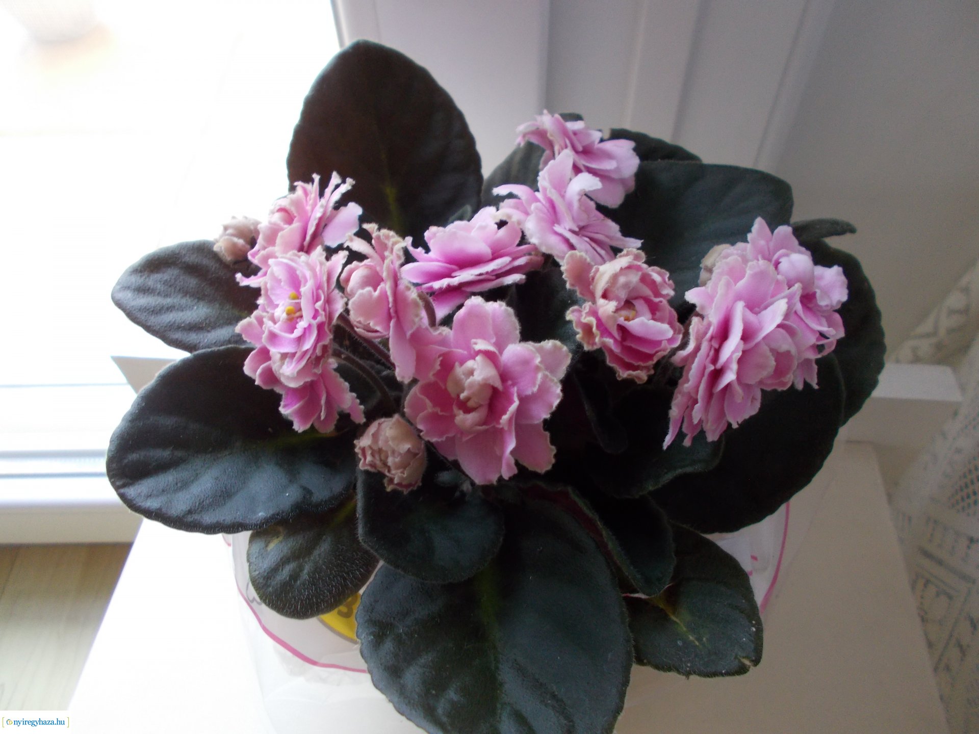 Olvasói fotók - Gyönyörű virágok a lakásban és erkélyen