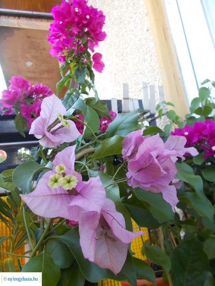 Olvasói fotók - Gyönyörű virágok a lakásban és erkélyen