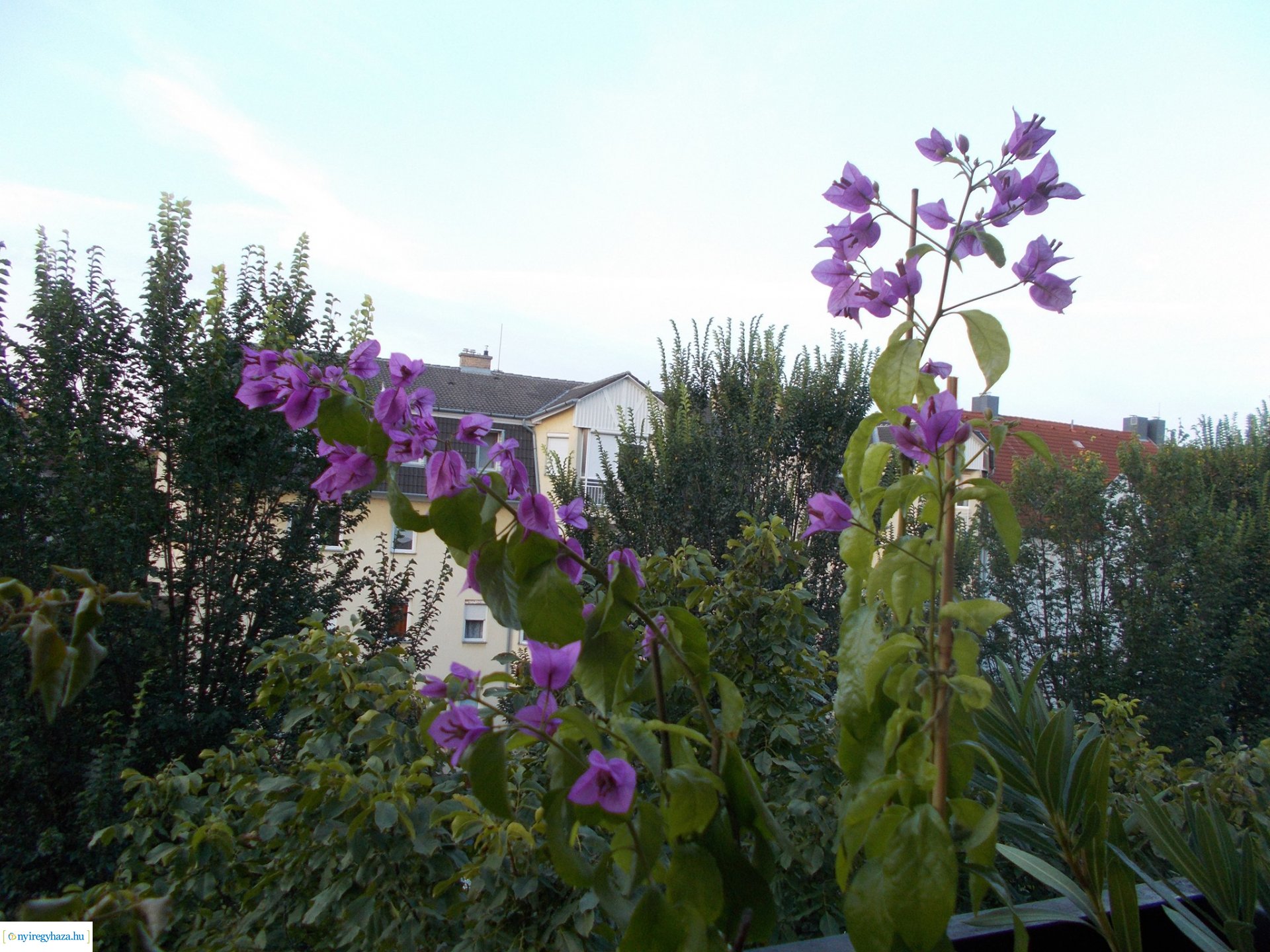 Olvasói fotók - Gyönyörű virágok a lakásban és erkélyen